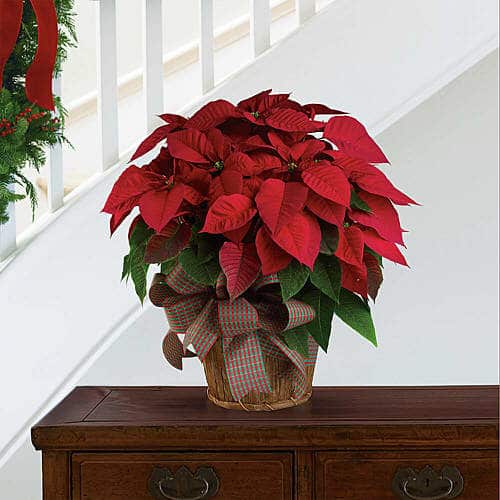How to Rebloom Poinsettias After Christmas