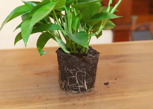 How to Treat Root Rot in Houseplants Like a Pro