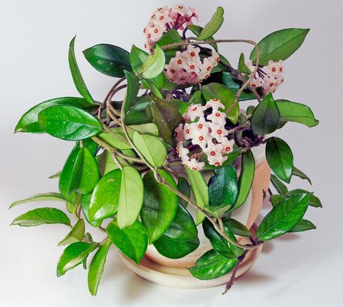 Best Houseplants for Blooming
