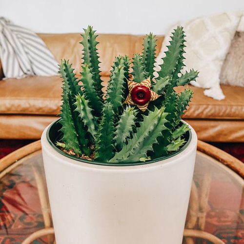 Indoor Plants According to Zodiac Sign