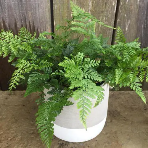 top Most Beautiful Ferns for Homes