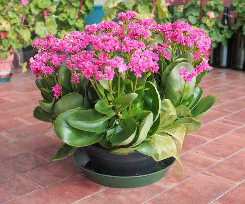 best Beautiful Indoor Plants Just Like Flower Bouquets