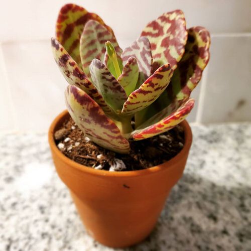 best Indoor Plants with Vibrant Leaves