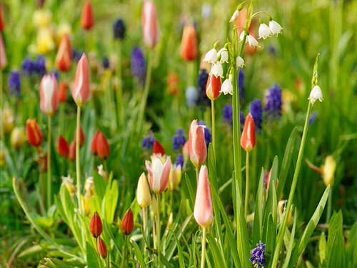 Keep the Flowering Bulbs Safe