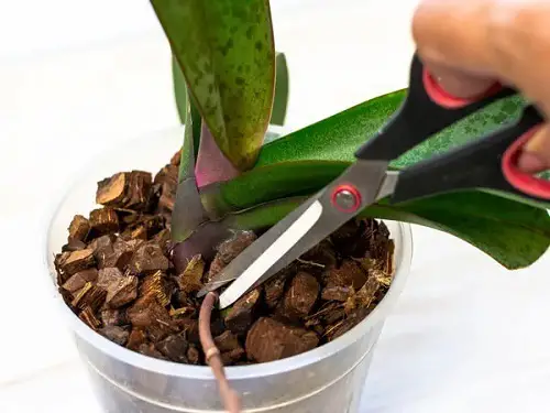 How to Multiply Orchids with Keiki