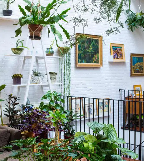 Ladder in the Corner with Potted and Hanging Plants