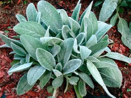 Succulents You Can Grow in Sand