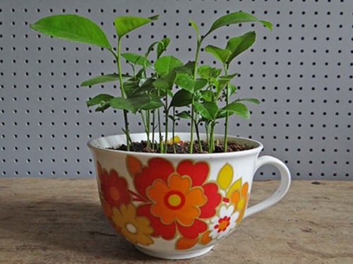 Unbelievable Ways to Grow Tropical  lemonFruits