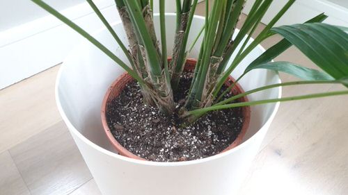 Let the Soil Dry Out