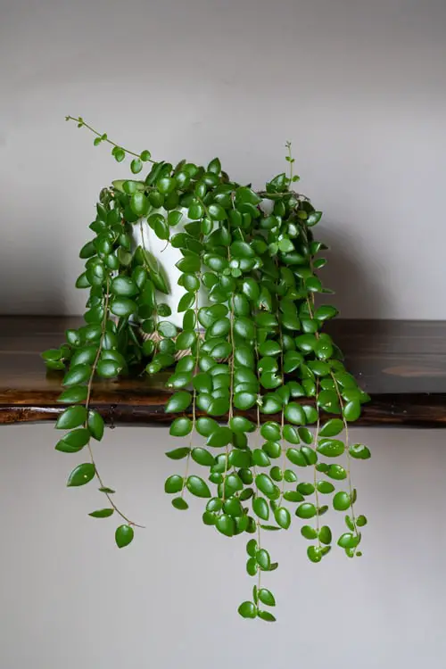 Unique Indoor Plants