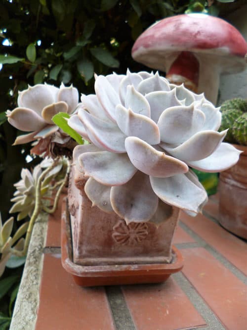 White Succulents