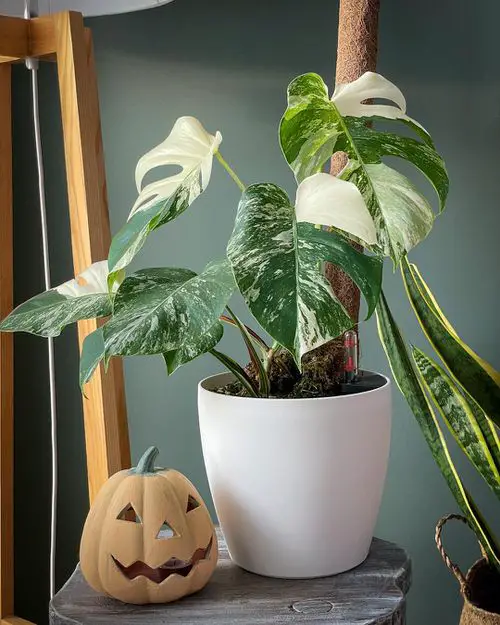 Top Variegated Monstera Varieties