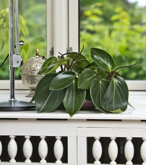 Amazing List of Best Peperomia Types