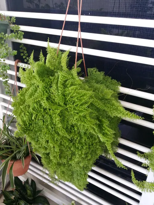 beautiful Indoor Ferns