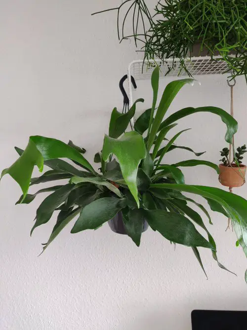Amazing Best Indoor Ferns