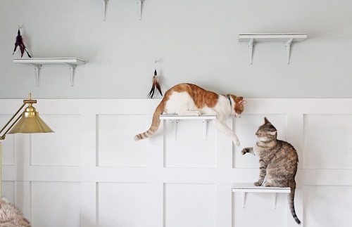 DIY Outdoor Cat House Ideas For Winters-Cat Shelves