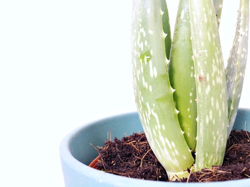 Monitor Diseases & Pests