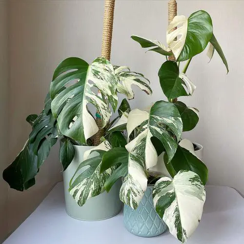 Types of Variegated Monstera