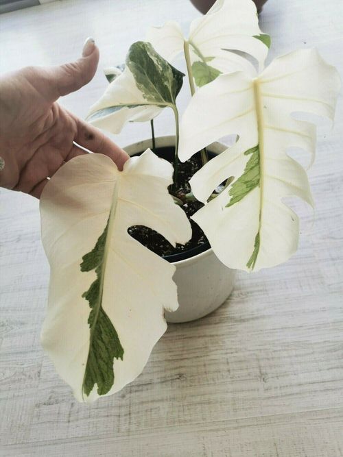best Types of Monstera Varieties with Variegation