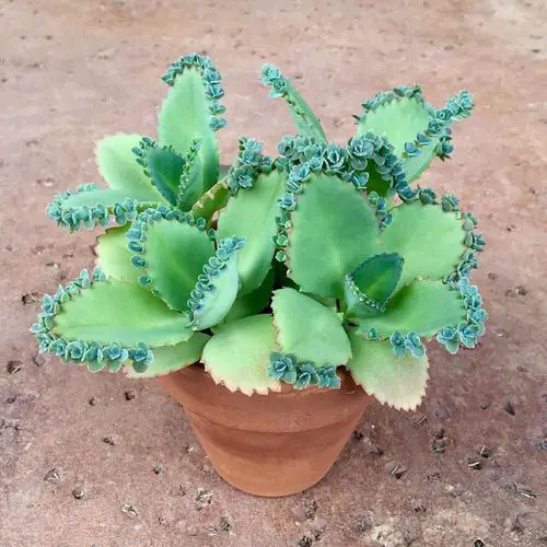 You Can Grow Succulents in Sand