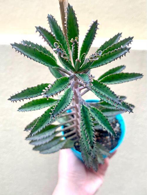 Succulents You Can Grow in Sand