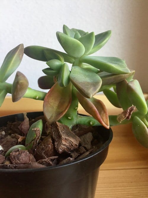 Signs Your Indoor Plants Need More Sunlight