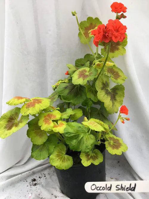 Beautiful Geranium Types