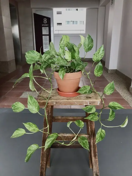 On a Plant Stand and Wooden Stool