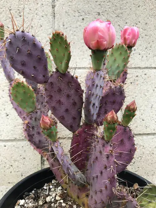 lovely Unique & Rare Cactus Plants to Grow If You Love Cacti & Succulents