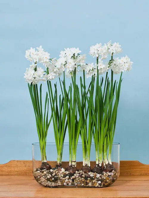Plants You Can Grow in Your Indoor Water Garden 9