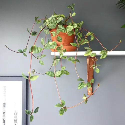 best Top Trailing Peperomia Plants for Indoor Growth 2