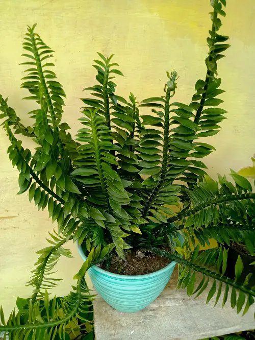 Plants that Grow Without Sunlight- Devil's backbone