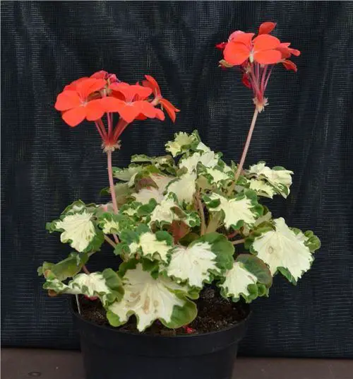 top Fanciest Types of Geraniums