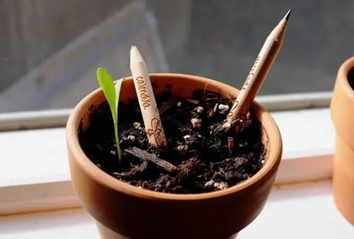To Keep an Eye on the Watering Needs