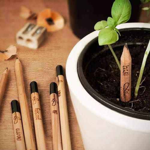 Pencil as a Stake for Tiny Plants