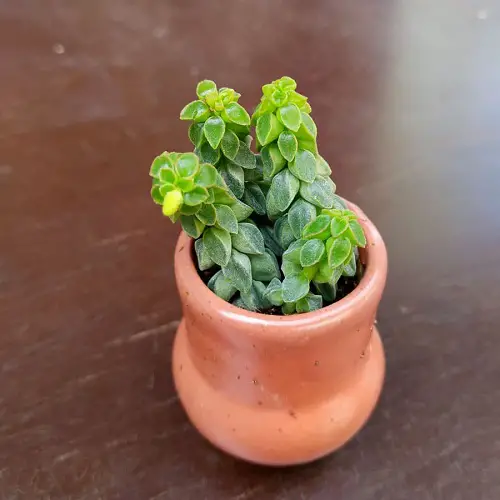  Best Peperomia Types indoor