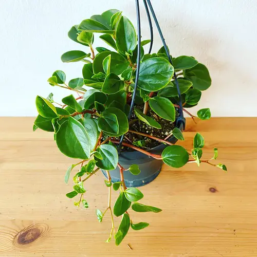 Top Peperomia Varieties for Indoor Gardening
