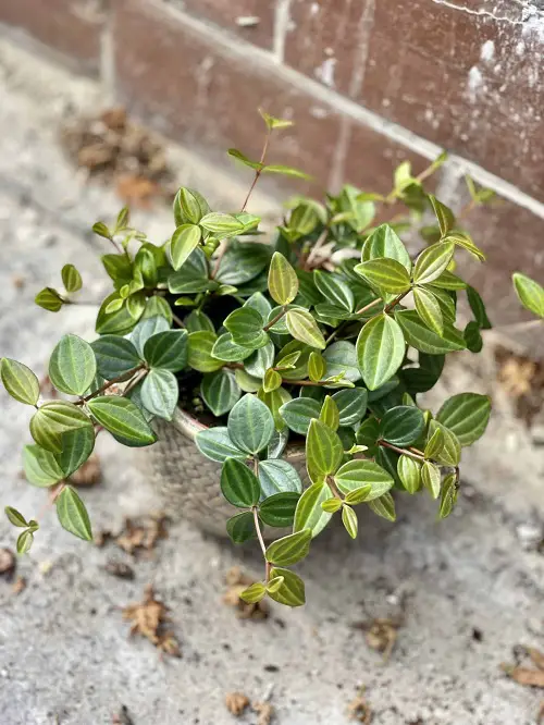 Top best Peperomia Types