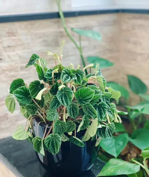 The best varieties of Peperomia for indoor gardens