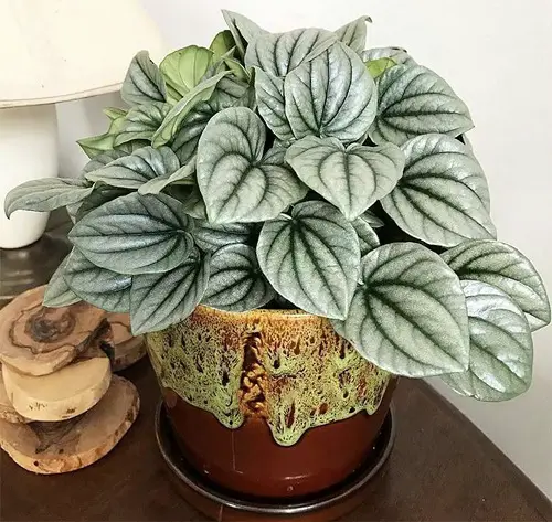 Peperomia cultivars suitable for indoor gardening