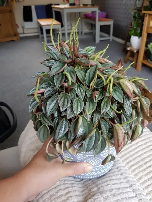 lovely Top Peperomia Types