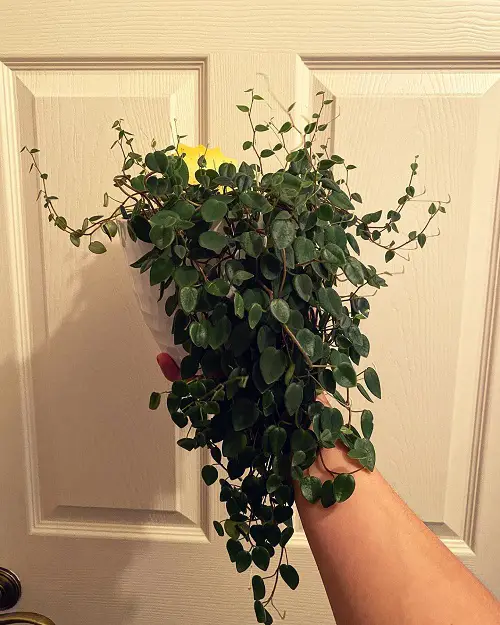 Perciliata Peperomia in pot