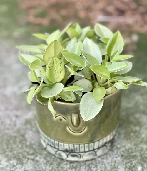 Top best Peperomia Types