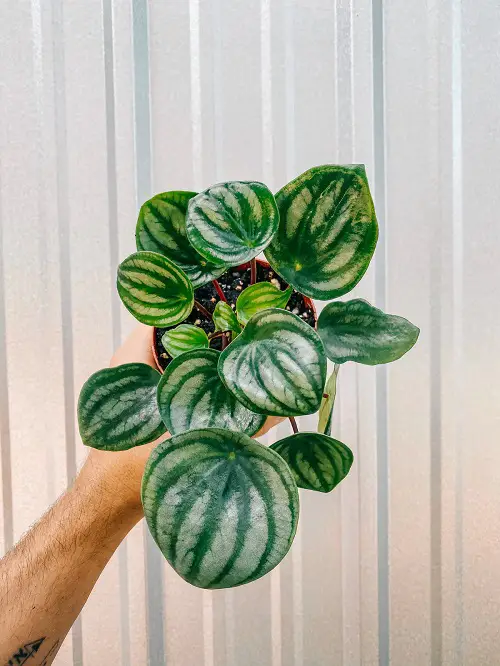  Best Peperomia Types
