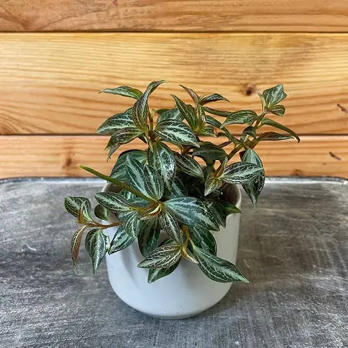 The best varieties of Peperomia for indoor gardens