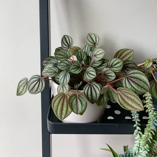 List of Best Peperomia Types