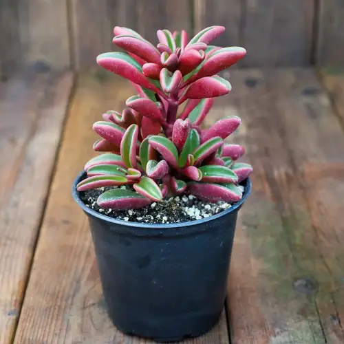 lovely Top Peperomia Types