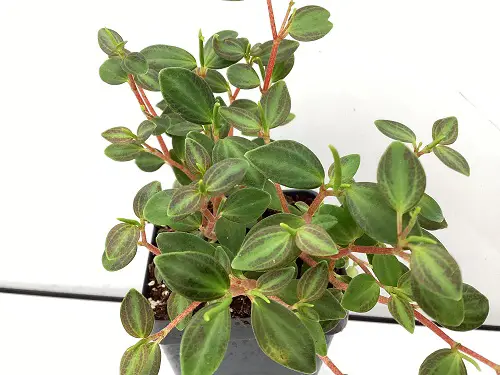 List of Best Peperomia Types