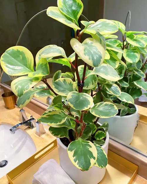 Top Types of Perennials for Indoor Gardens