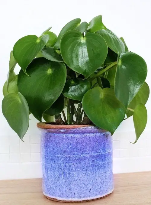 Top Types of Perennials for Indoor Gardens